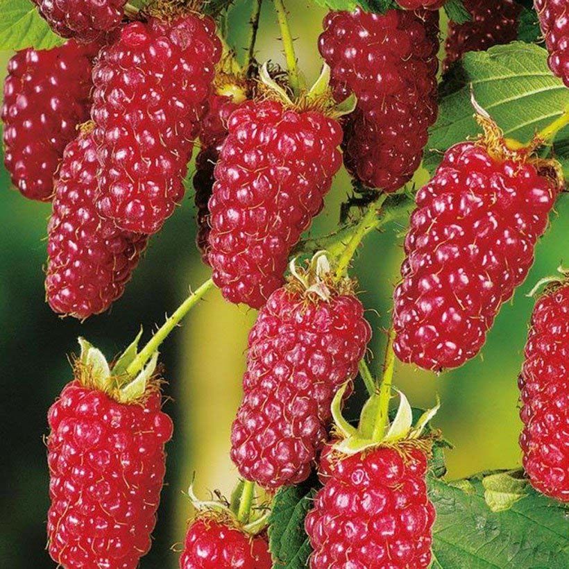 Organic Buckingham Tayberry (Harvest)
