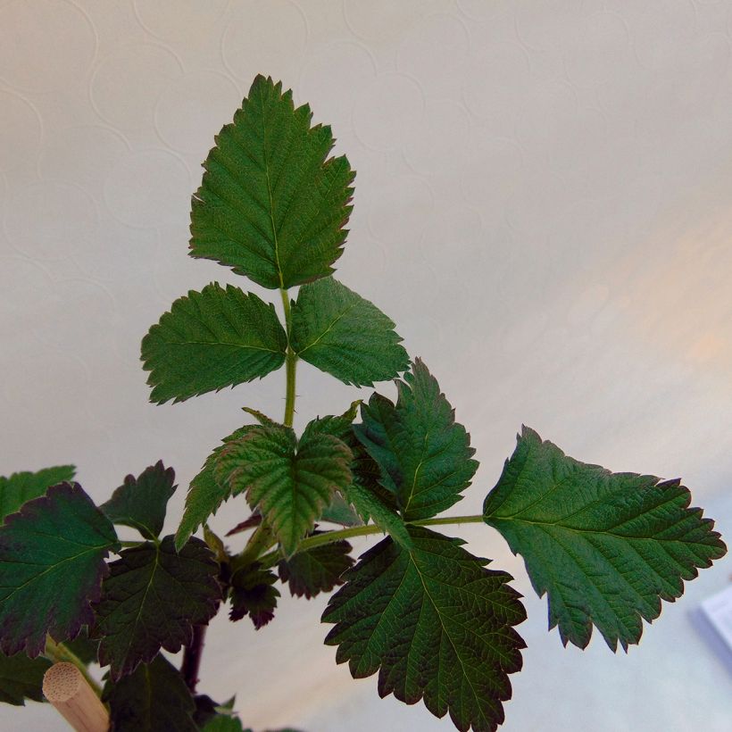 Rubus Buckingham Tayberry (Foliage)