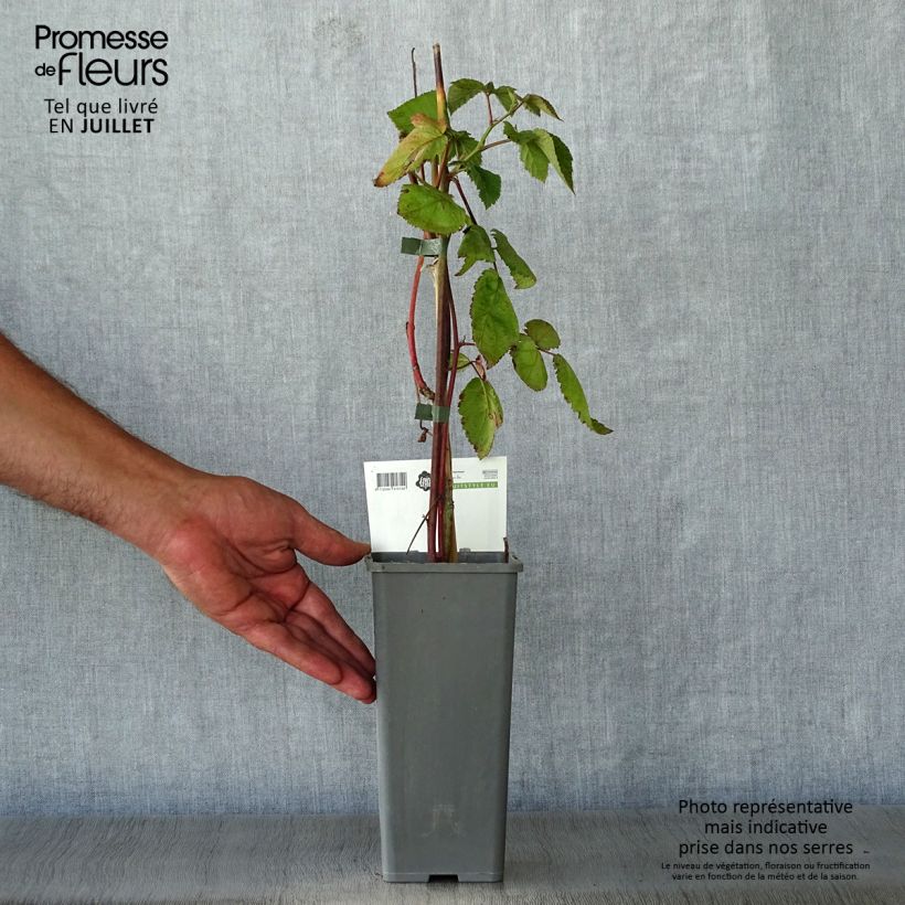 Rubus fruticosus Thornfree - Blackberry 1.5L/2L pot, Clump sample as delivered in summer