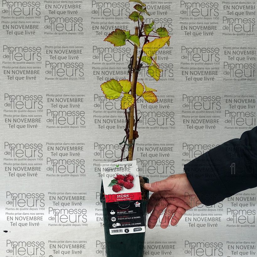 Example of Blackberry Dorman Red - Rubus fruticosus specimen as delivered