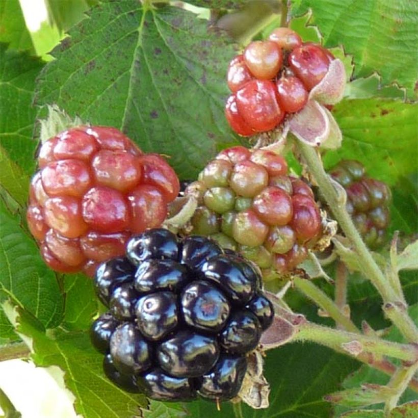 Blackberry Little Black Prince - Rubus fruticosus (Harvest)