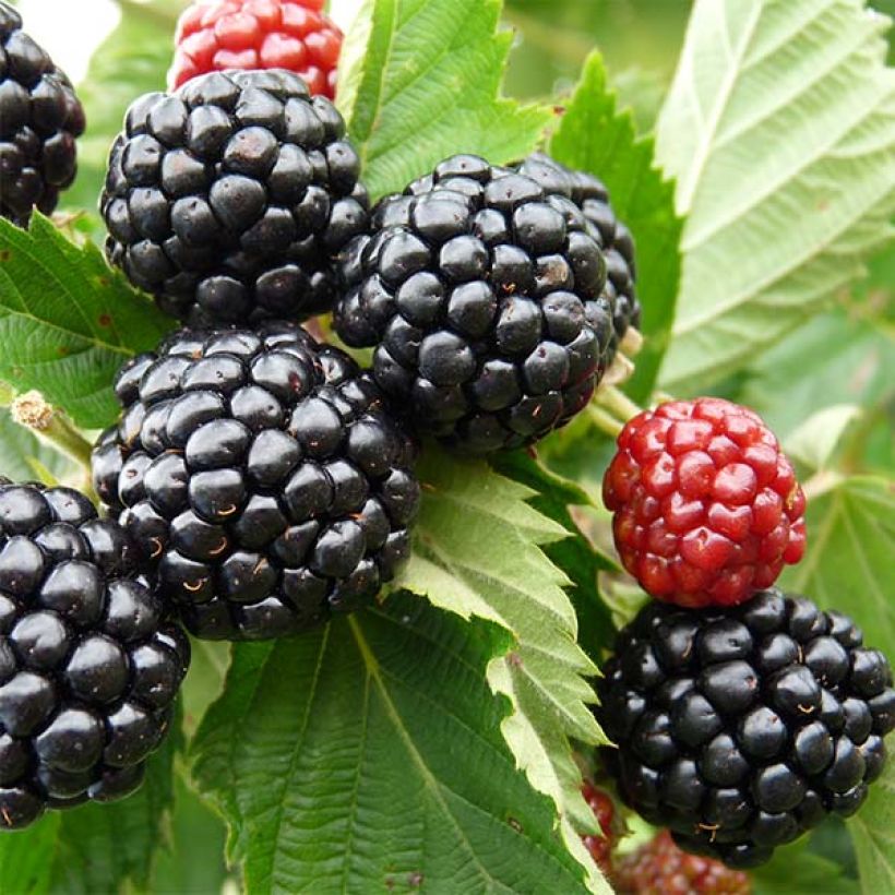 Blackberry Asterina - Rubus fruticosus (Harvest)