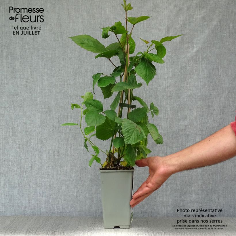 Thornless Blackberry Black Satin - Rubus fruticosus 1.5L/2L pot, ClumpShipped height around 30/40cm sample as delivered in summer
