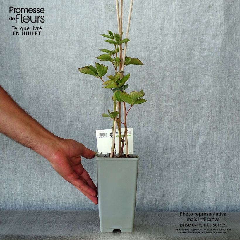 Thornless Blackberry Loch Ness - Rubus fruticosus 1.5L/2L pot, ClumpShipped height around 40/50cm sample as delivered in summer
