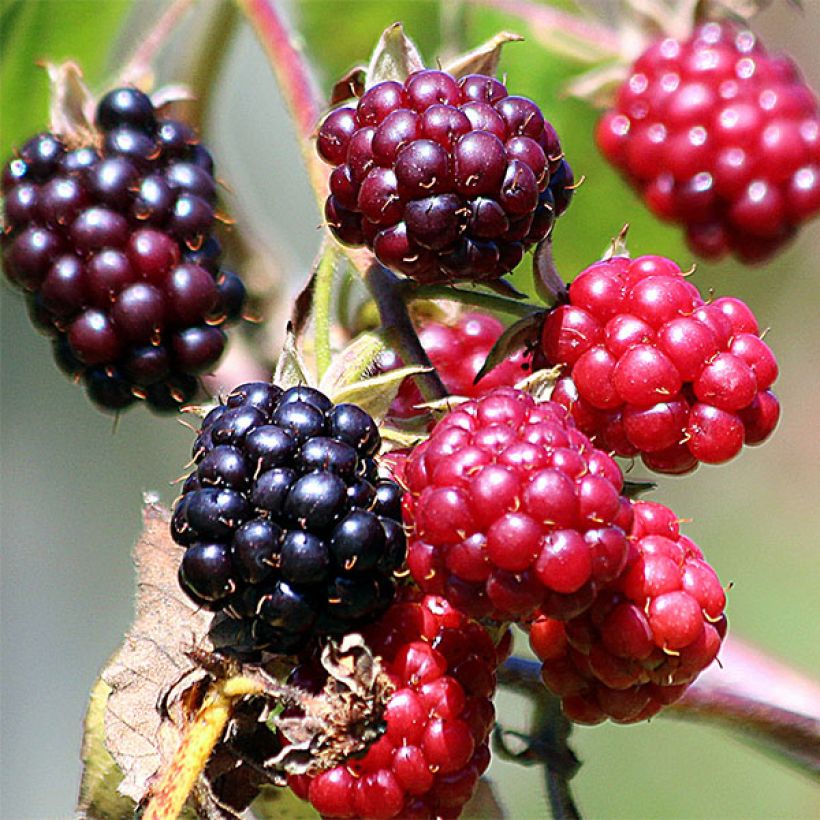 Thornless Evergreen Blackberry - Rubus fruticosus (Harvest)
