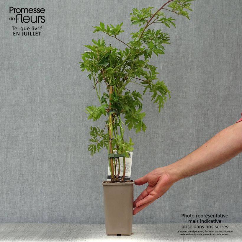 Thornless Evergreen Blackberry - Rubus fruticosus 1.5L/2L pot, ClumpShipped height around 30/40cm sample as delivered in summer
