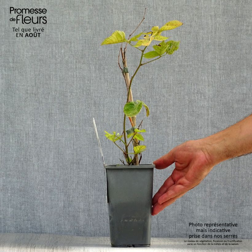 Thornless Blackberry Triple Crown Bio - Rubus fruticosus 1.5L/2L pot sample as delivered in summer