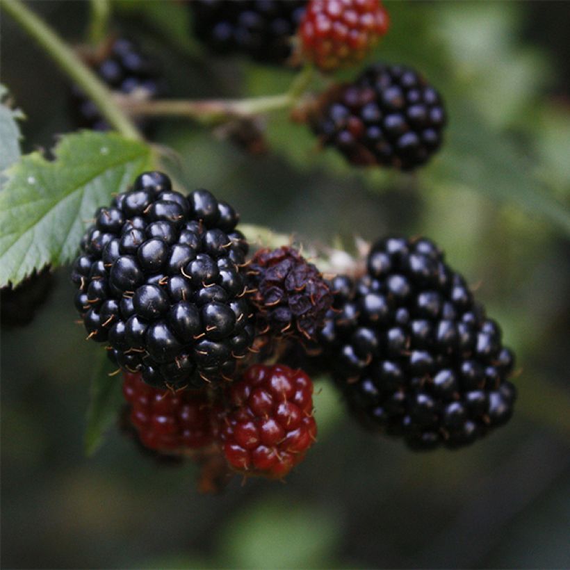 Thornless Blackberry Loch Ness - Rubus fruticosus (Harvest)