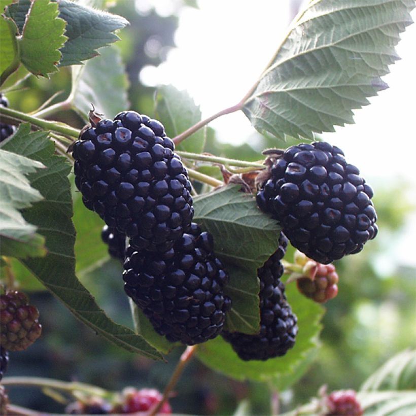 Thornless Blackberry Triple Crown - Rubus fruticosus (Harvest)