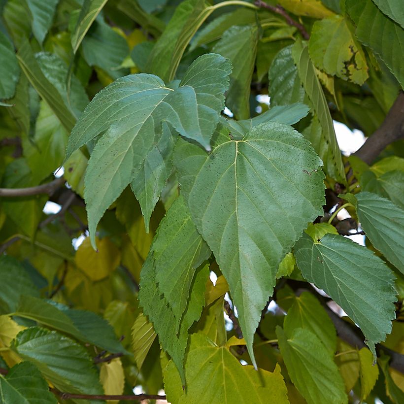 Morus alba var. laevigata Kings White - Mullberry (Foliage)