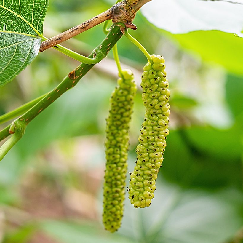 Morus alba var. laevigata Kings White - Mullberry (Harvest)