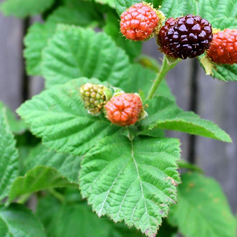 Raspberry-Blackberry Boysenberry (Foliage)