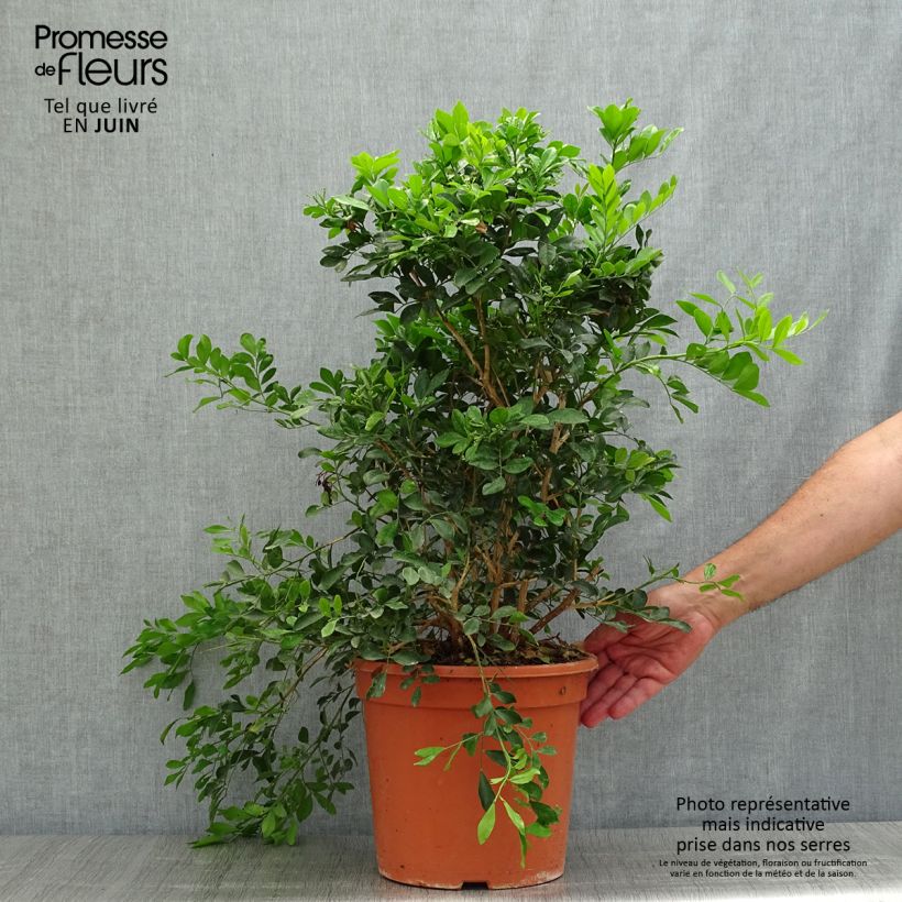 Murraya paniculata - Buis de Chine, Bois jasmin - Pot de 3L/4L sample as delivered in summer