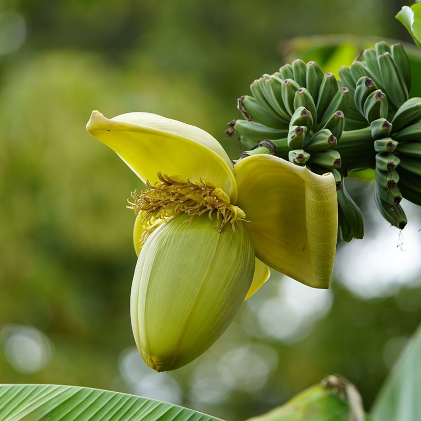 Musa basjoo - Hardy Banana (Flowering)