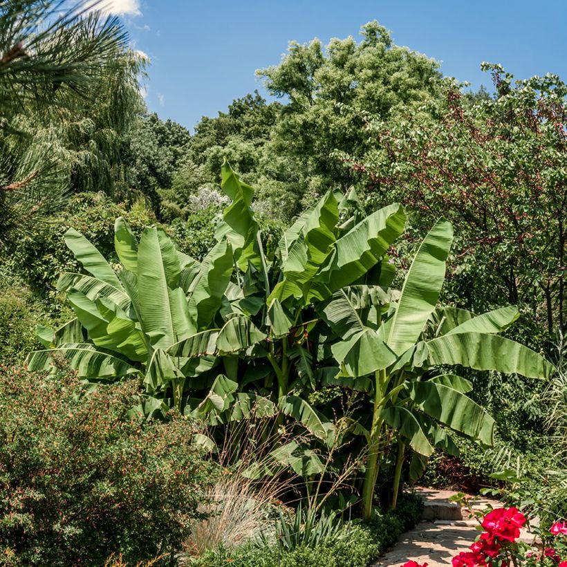 Musa basjoo Dajiao - Hardy Banana (Plant habit)