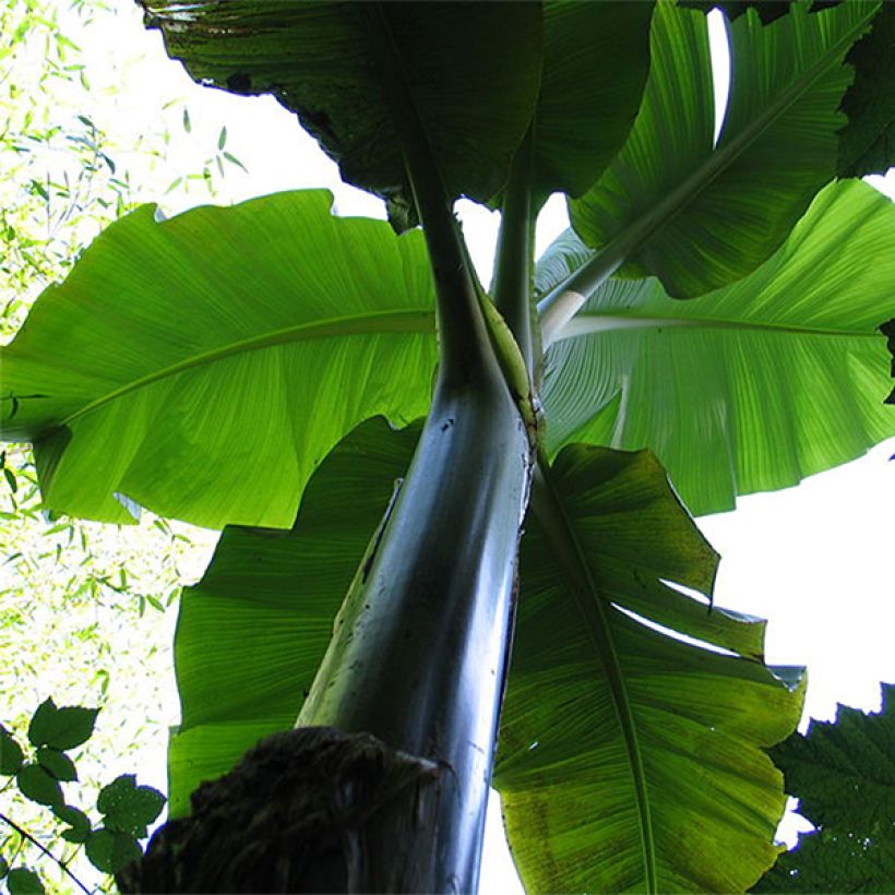 Musa basjoo Sakhalin - Hardy Banana (Foliage)