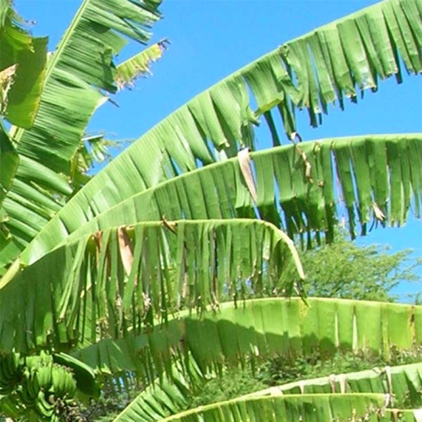 Musa itinerans var. xishuangbannaensis Mekong Giant - Hardy Banana (Foliage)