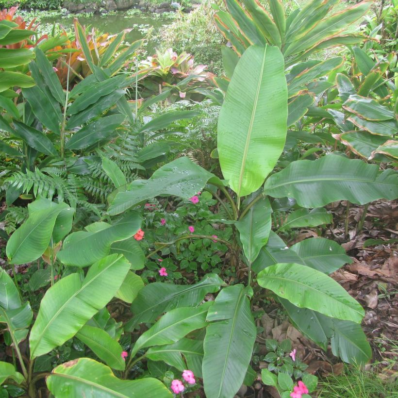 Musa velutina - Banana (Foliage)