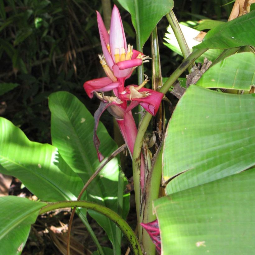 Musa velutina - Banana (Plant habit)