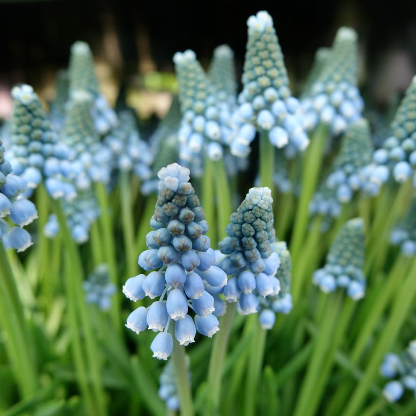 Muscari Aqua Magic (Flowering)