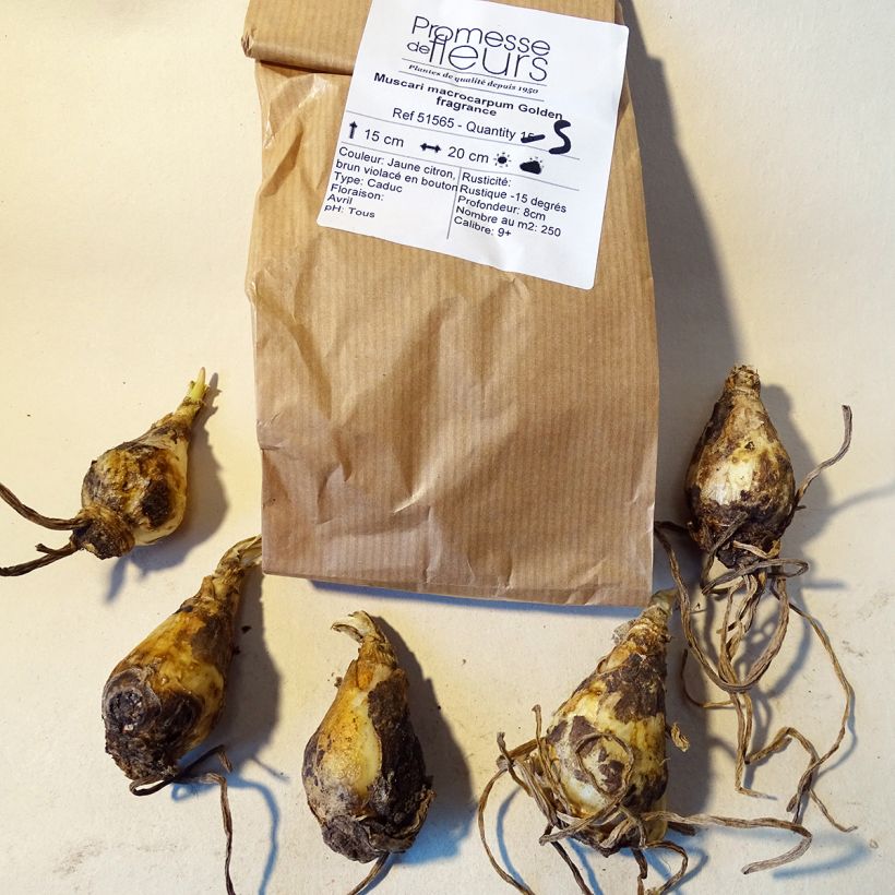 Example of Muscari macrocarpum Golden Fragrance specimen as delivered