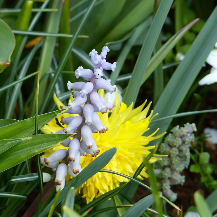 Muscari muscarimi  (Flowering)