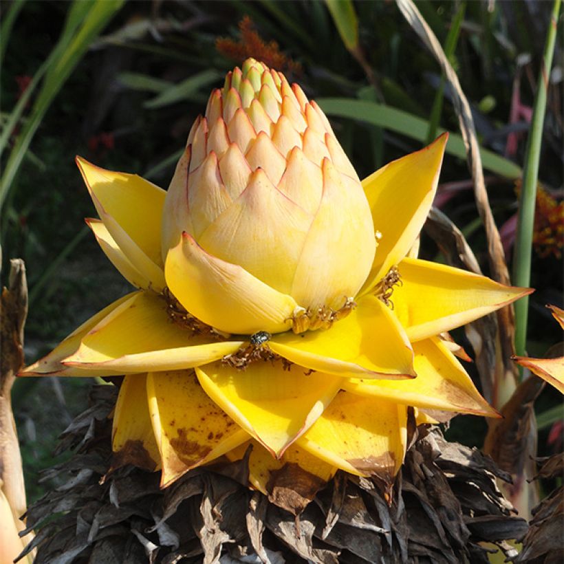 Musella lasiocarpa - Golden Lotus Banana (Flowering)