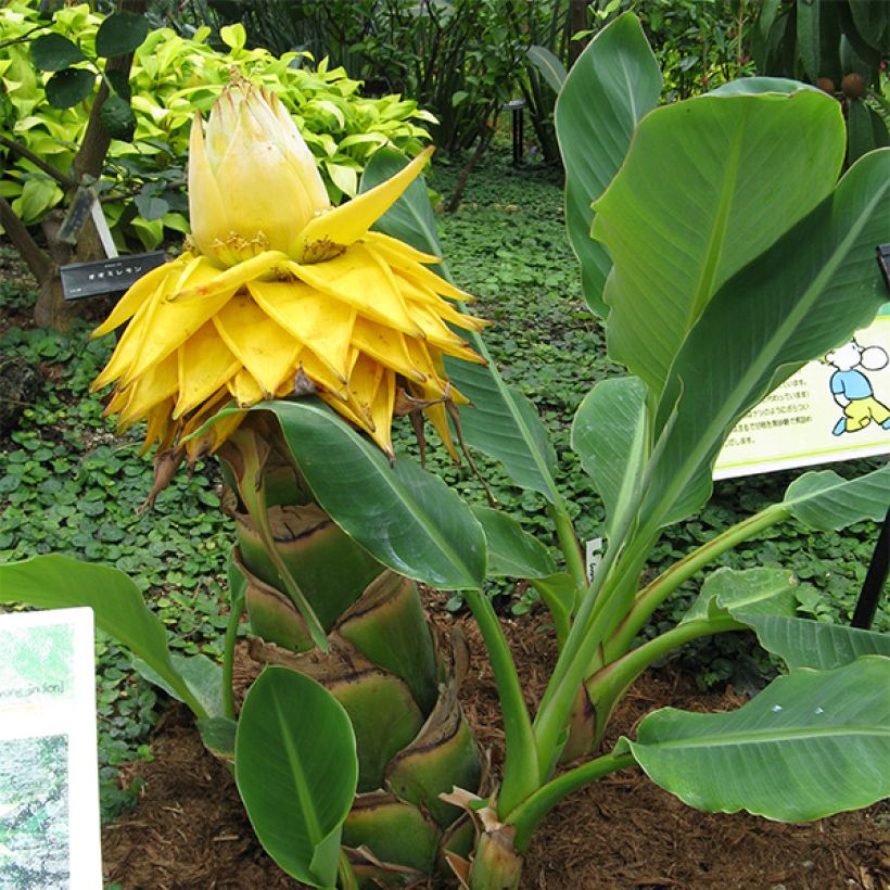 Musella lasiocarpa - Golden Lotus Banana (Plant habit)