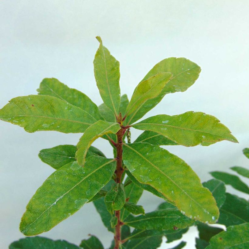 Myrica pensylvanica (Foliage)