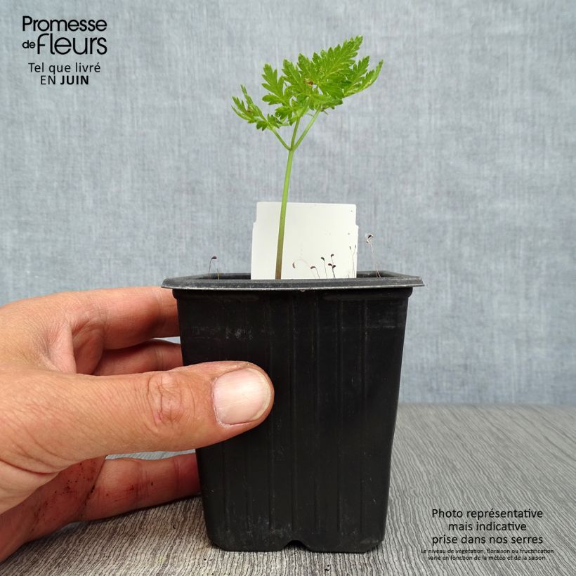 Myrrhis odorata 8/9 cm pot sample as delivered in summer