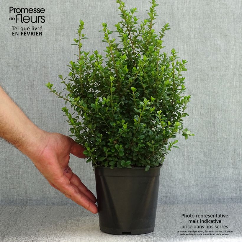 Myrsine africana 2L/3L pot sample as delivered in autumn