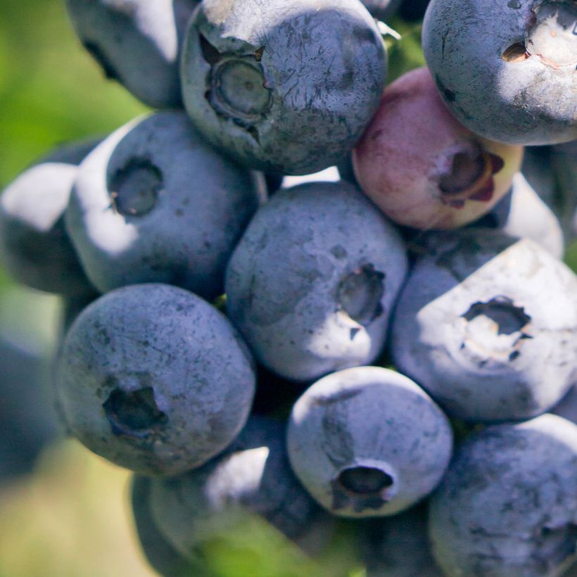 Vaccinium corymbosum Blue pearl- American Blueberry (Harvest)