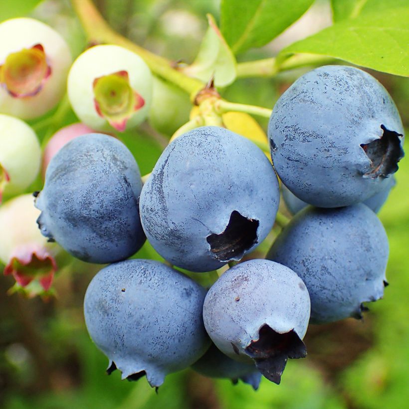 Vaccinium corymbosum Duke- American Blueberry (Harvest)