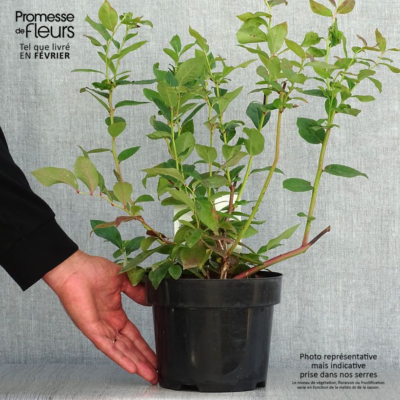 Vaccinium corymbosum Duke- American Blueberry 2L/3L pot sample as delivered in autumn