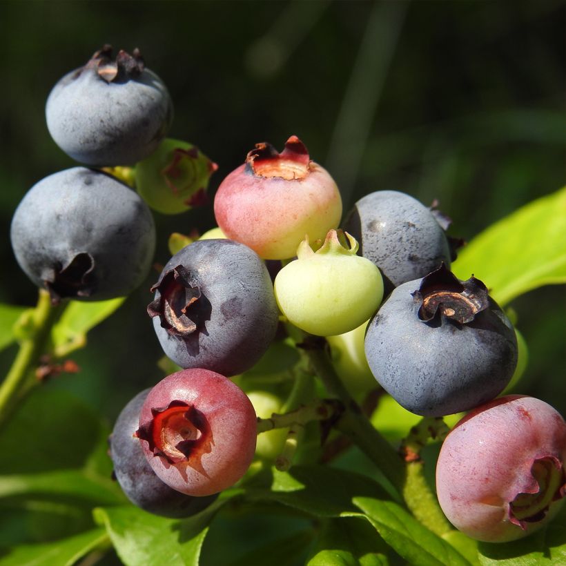 Vaccinium corymbosum Ivanhoe- American Blueberry (Harvest)
