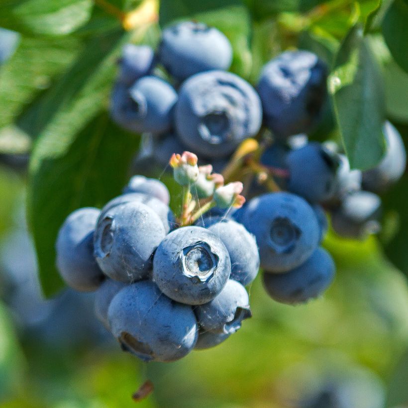 Vaccinium corymbosum Northland- American Blueberry (Harvest)