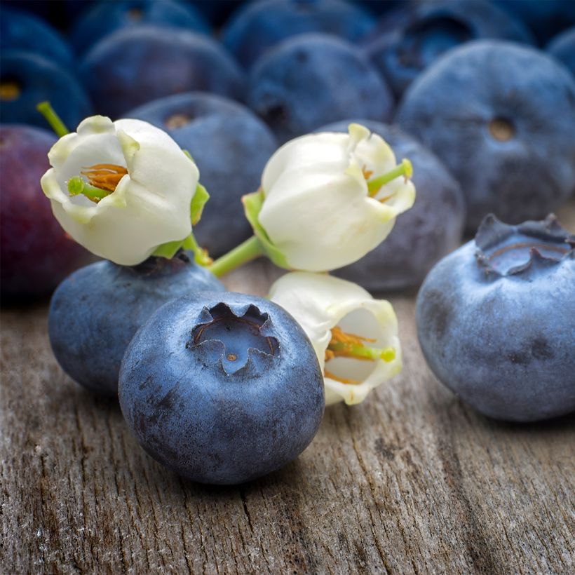 Vaccinium corymbosum Pioneer- American Blueberry (Harvest)