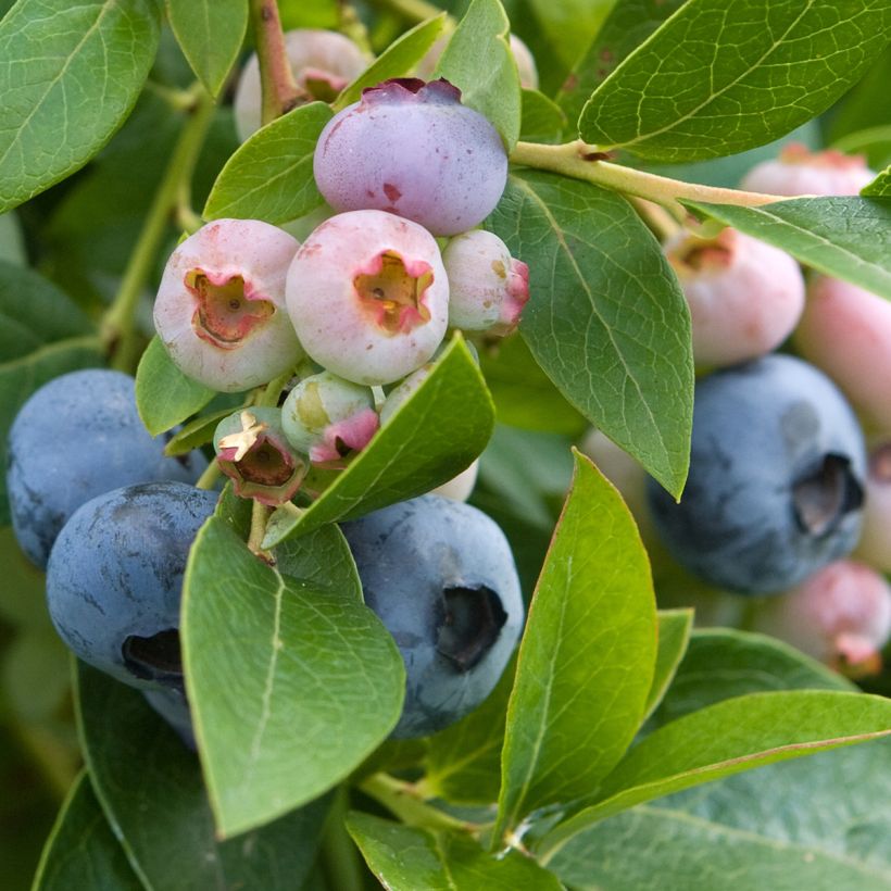 Vaccinium corymbosum Spartan- American Blueberry (Harvest)