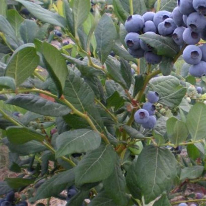 Vaccinium corymbosum Blue Jay- American Blueberry (Foliage)