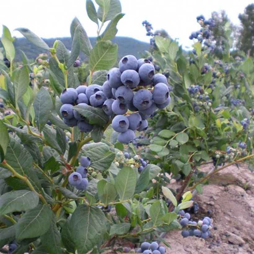 Vaccinium corymbosum Blue Jay- American Blueberry (Harvest)