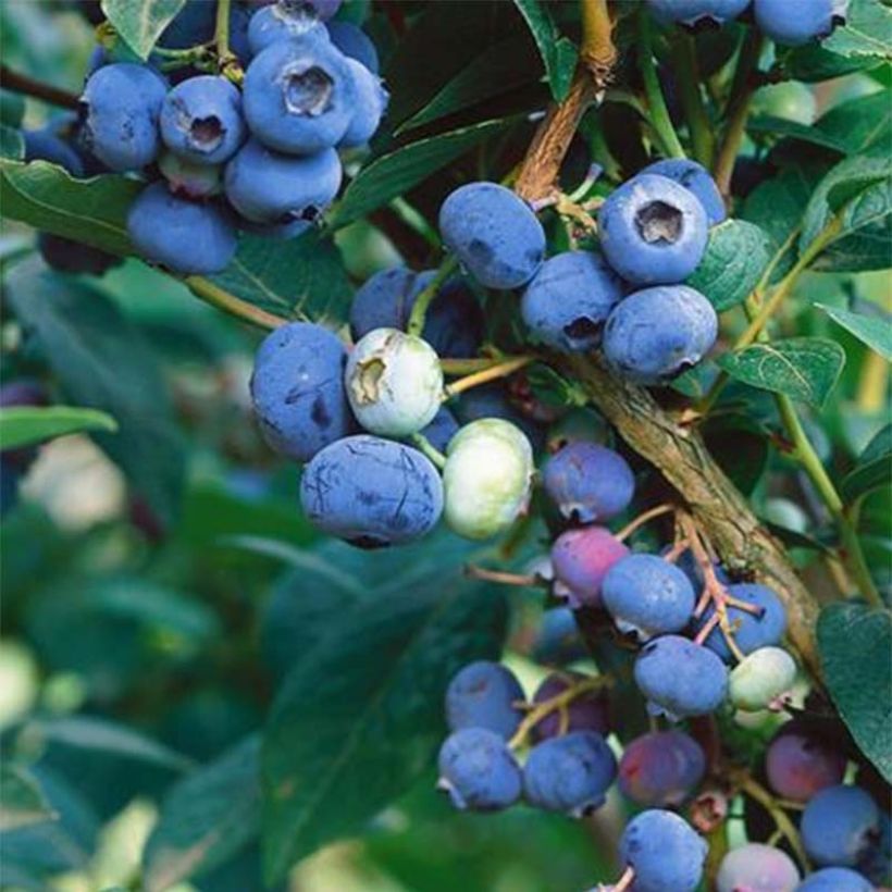Vaccinium corymbosum Brigitta Blue- American Blueberry (Harvest)