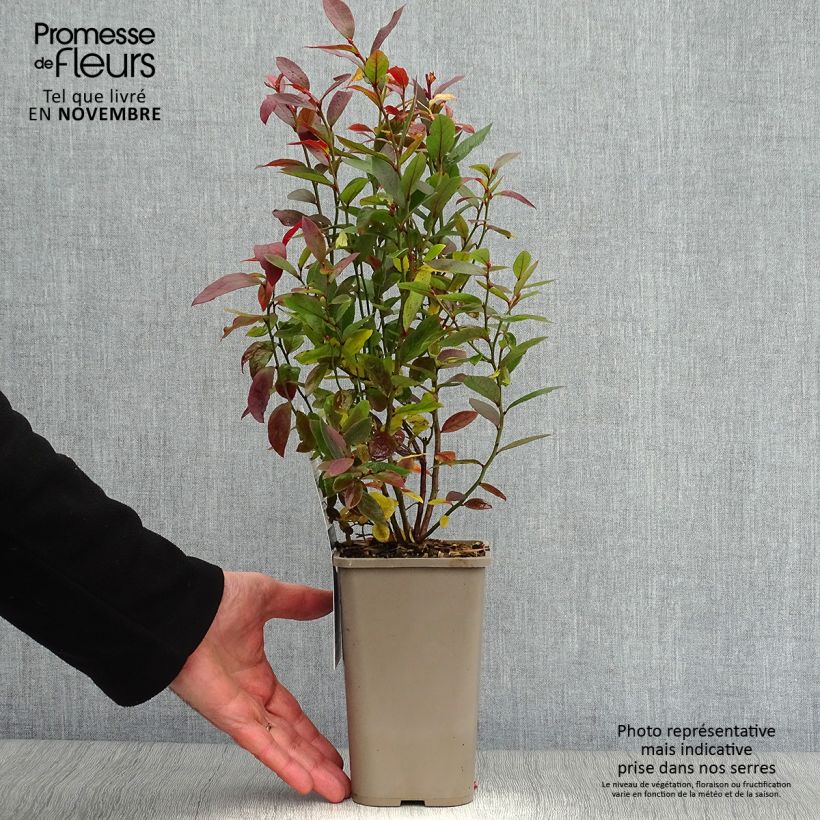 Vaccinium corymbosum Emil- American Blueberry 1.5L/2L pot, Bush sample as delivered in autumn