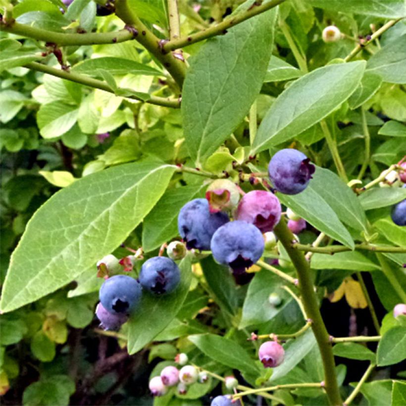 Vaccinium corymbosum Goldtraube- American Blueberry (Flowering)
