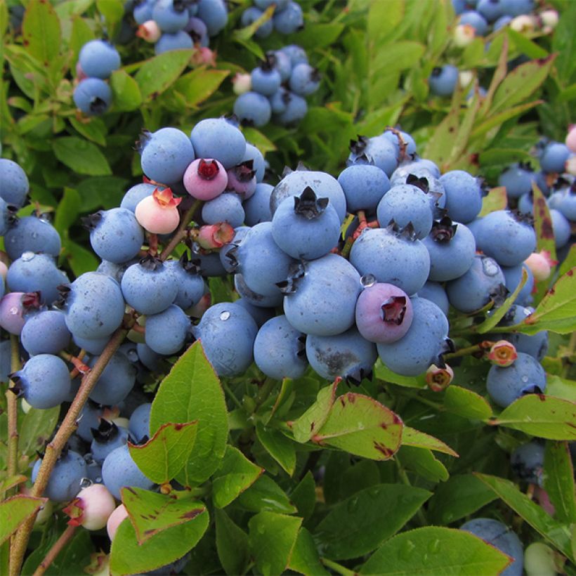 Vaccinium corymbosum Jersey- American Blueberry (Harvest)