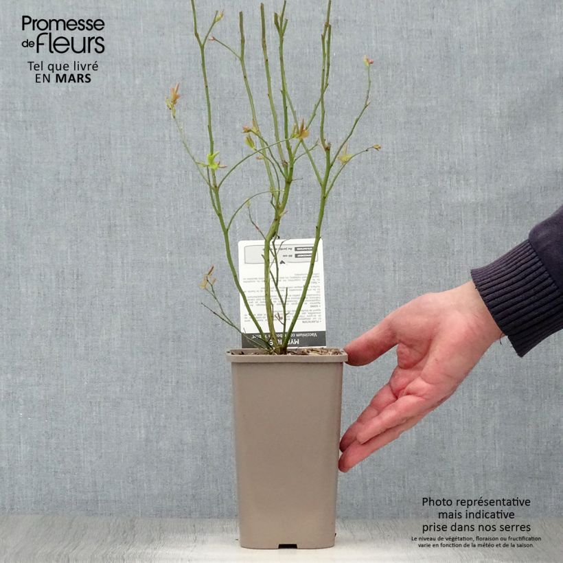 Vaccinium Patriot - Blueberry 1.5L/2L pot, BushShipped height around 30/40cm sample as delivered in spring