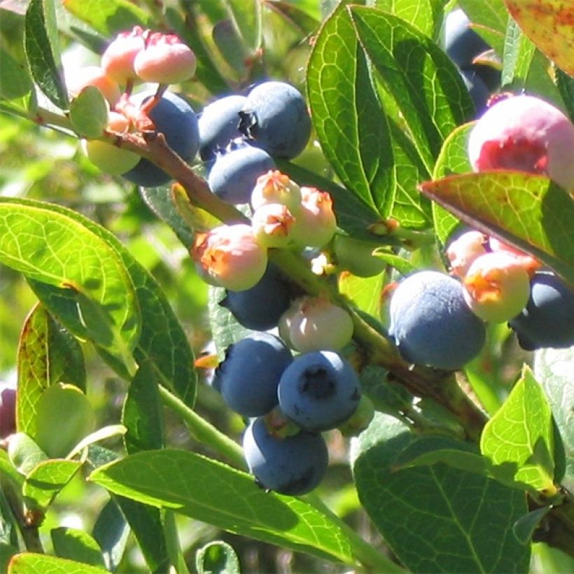 Vaccinium corymbosum Reka- Organic American Blueberry (Harvest)