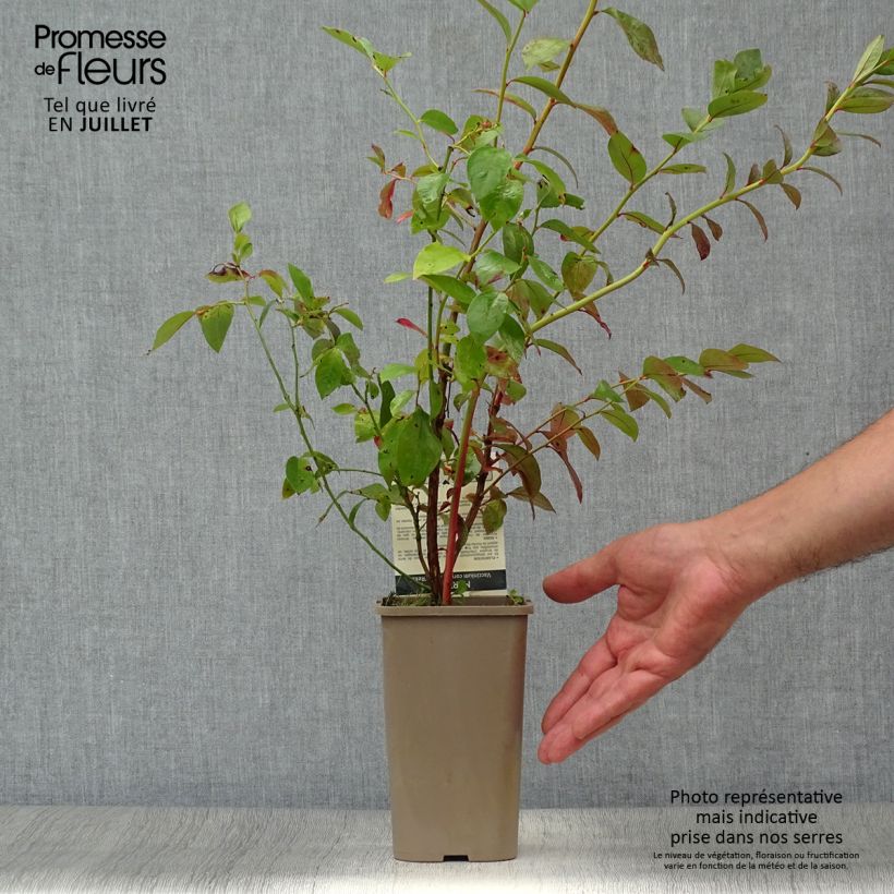 Vaccinium corymbosum Reka- American Blueberry 1.5L/2L pot, Bush sample as delivered in summer