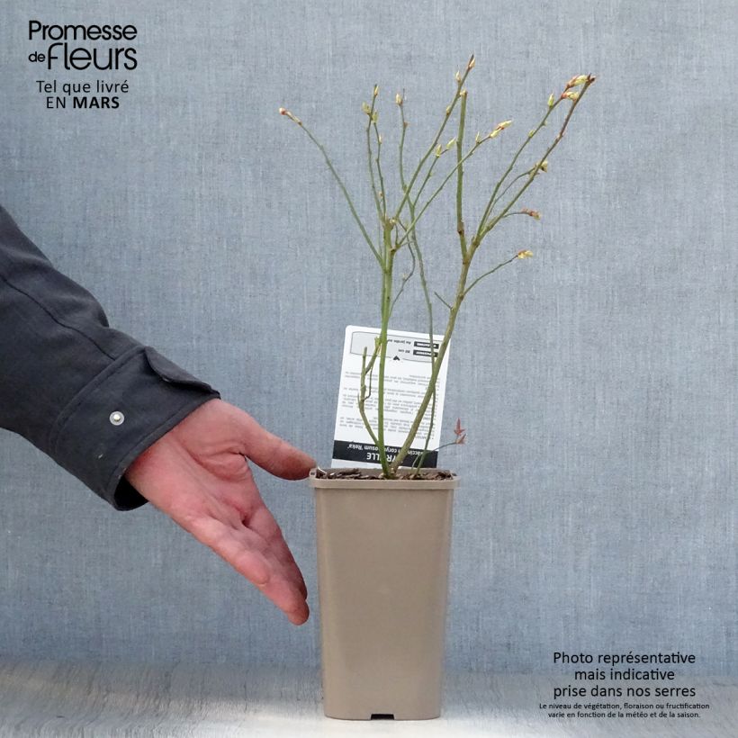 Vaccinium corymbosum Reka- American Blueberry 1.5L/2L pot, BushShipped height around 30/40cm sample as delivered in spring