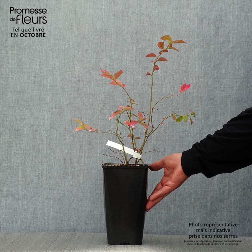 Vaccinium corymbosum Yello!Berryblue- American Blueberry 2L/3L pot sample as delivered in autumn