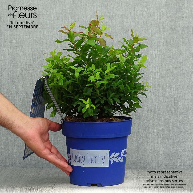 Vaccinium corymbosum Lucky Berry 4L/5L pot, Clump sample as delivered in autumn